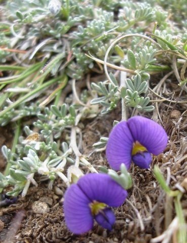 Lotononis galpinii leaves